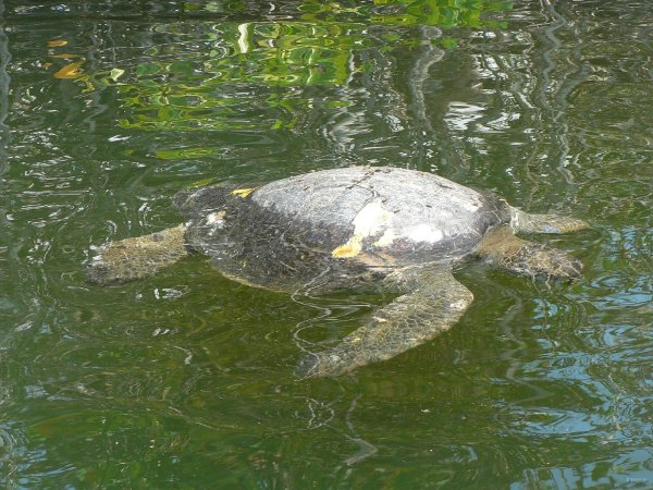 120- Une tortue fait surface 